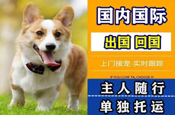台东县宠物托运公司台东县宠物托运公司台东县宠物托运公司